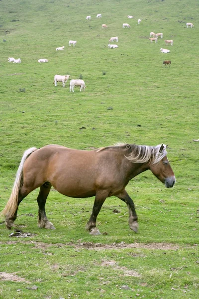 Koń krajobraz w zielony łąka Pirenejów — Zdjęcie stockowe