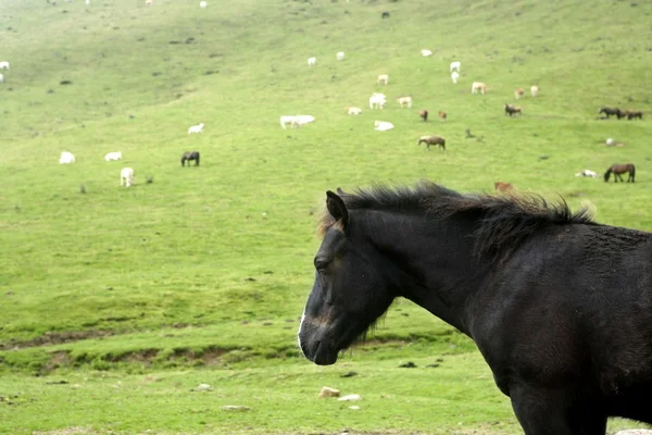 Horse landscape in green meadow Pyrenees — Stock Photo, Image