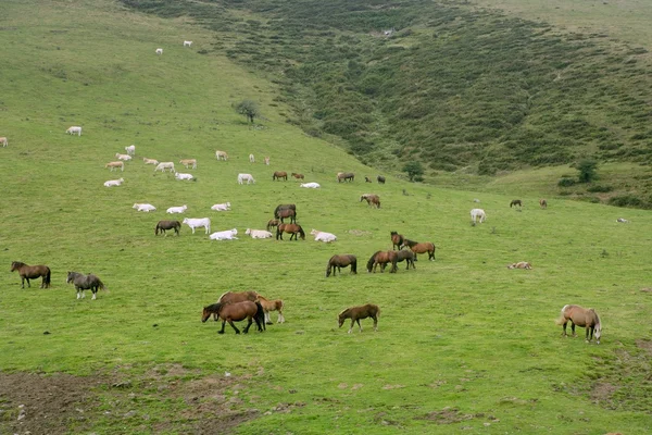 Kůň krajina v zelené louce Pyreneje — Stock fotografie