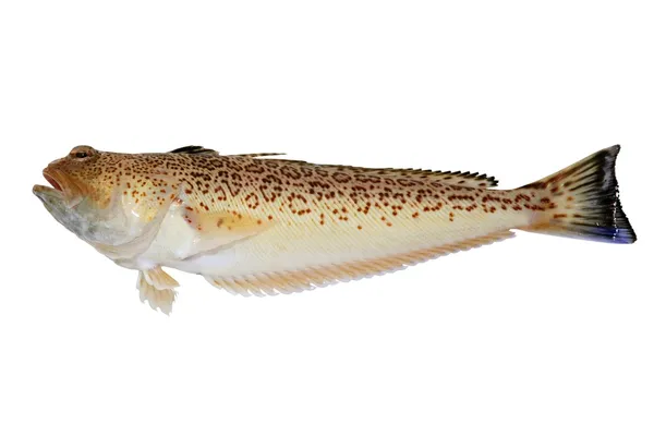 Trachinus araneus 発見 weever 魚 — ストック写真