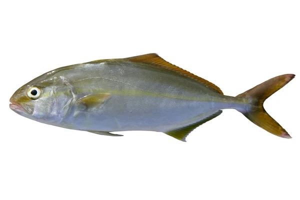Seriola dumerili Fisch größere Bernsteinfische — Stockfoto