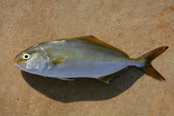 Seriola Dumerilův ryb větší amberjack ryba — Stock fotografie