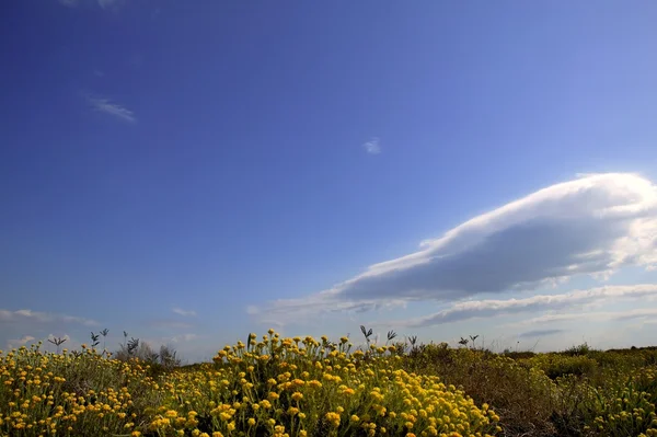 Printemps jaune fleurs prairie bleu ciel — Photo