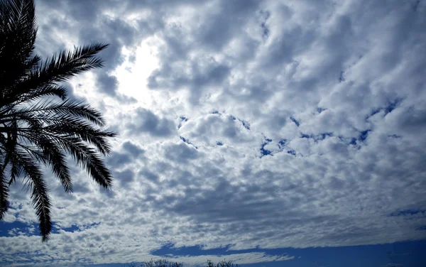Backlight céu nublado com palmeira — Fotografia de Stock