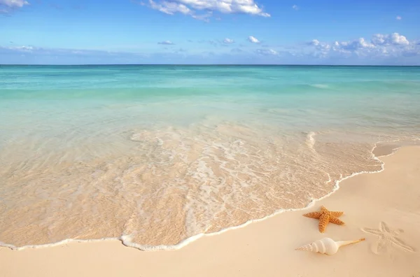 Piasek morza muszle rozgwiazdy tropikalny turkus Karaibów — Zdjęcie stockowe