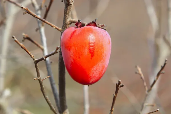 Owoce persymony na drzewie — Zdjęcie stockowe