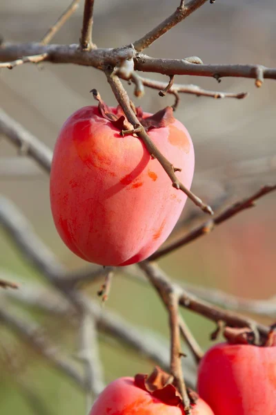 Caqui fruta en el árbol —  Fotos de Stock