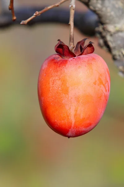 Persimmon ovoce na stromě — Stock fotografie