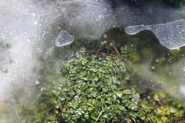 Mrożone trawiaste rośliny pod lodem i śniegiem — Zdjęcie stockowe