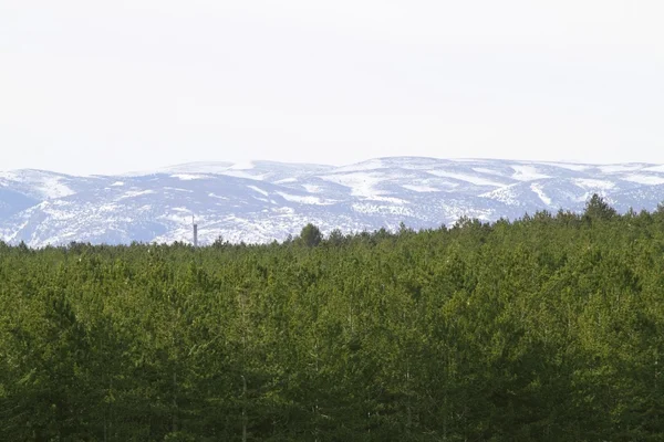 Снежный хвойный лес в Испании — стоковое фото