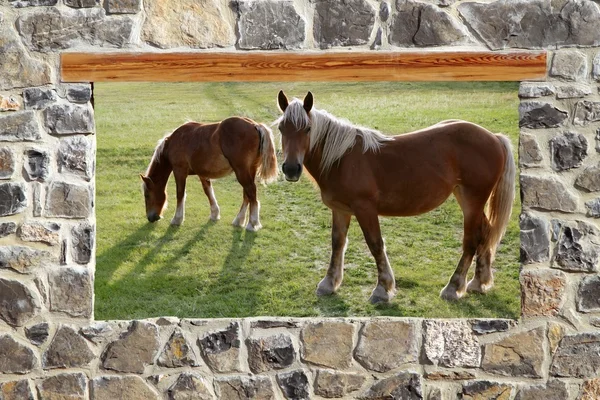 Parede de alvenaria de pedra janela cavalos vista prado — Fotografia de Stock