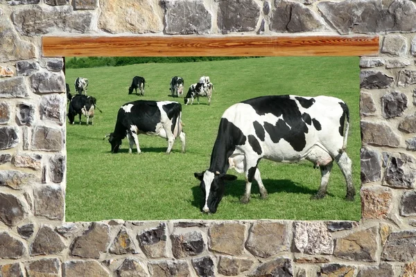 Stenen metselwerk muur venster koeien weide weergave — Stockfoto