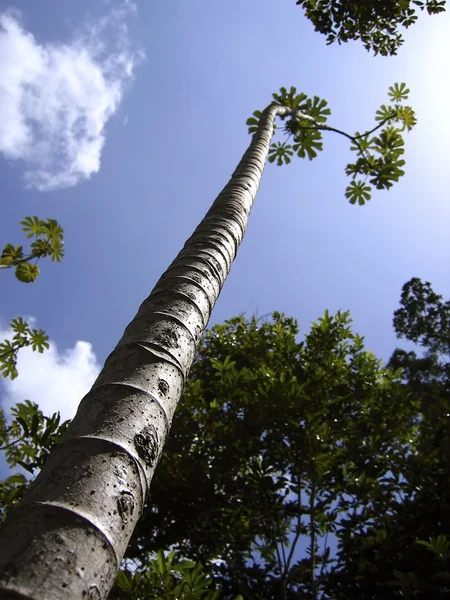 Tall thin trunk central america trees perspective — Stock Photo, Image