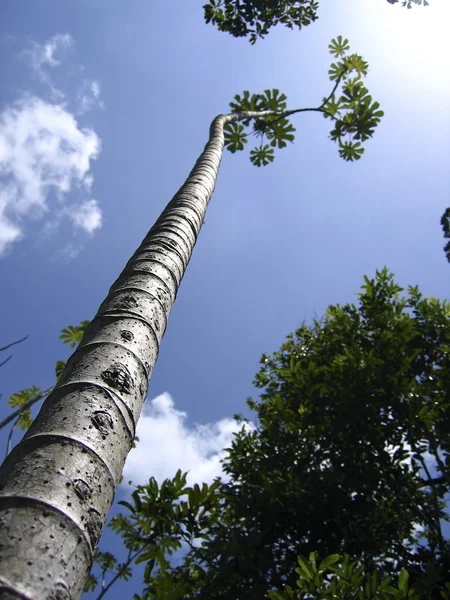 Ψηλό λεπτό κορμό Κεντρική Αμερική δέντρα προοπτική — Φωτογραφία Αρχείου