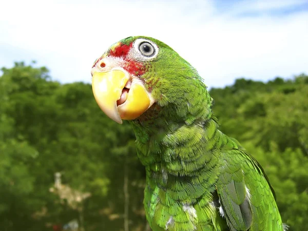 Зеленый попугай Которра из Центральной Америки — стоковое фото