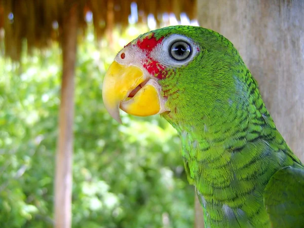 Cotorra papegoja gröna från Centralamerika — Stockfoto