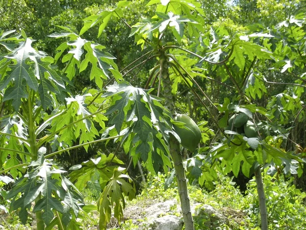Papaya albero frutti che crescono nella giungla tropicale — Foto Stock