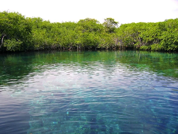 Mangrove river in central america mexico — Stock Photo, Image