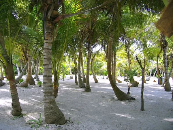 Ağaçların gövde ile Karayipler beach beyaz boyalı — Stok fotoğraf