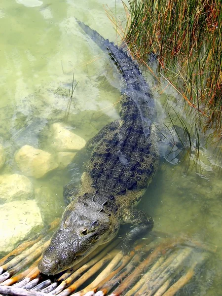 Crocodile cayman in lake central America — Stock Photo, Image