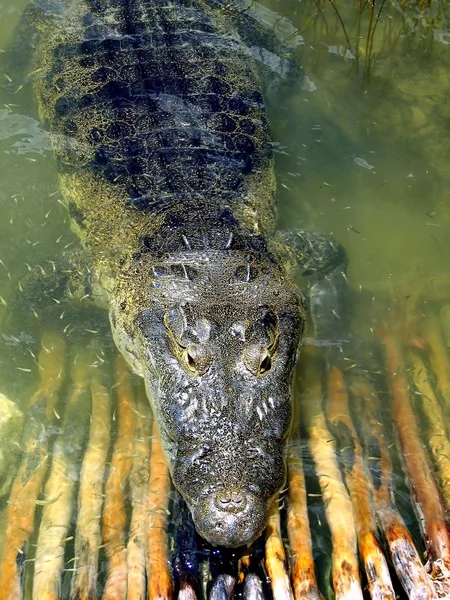 Cayman coccodrillo nel lago America centrale — Foto Stock