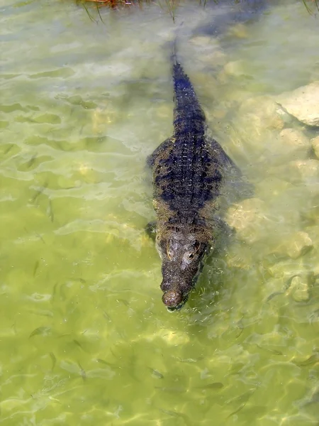 Cocodrilo caimán en el lago América Central — Foto de Stock