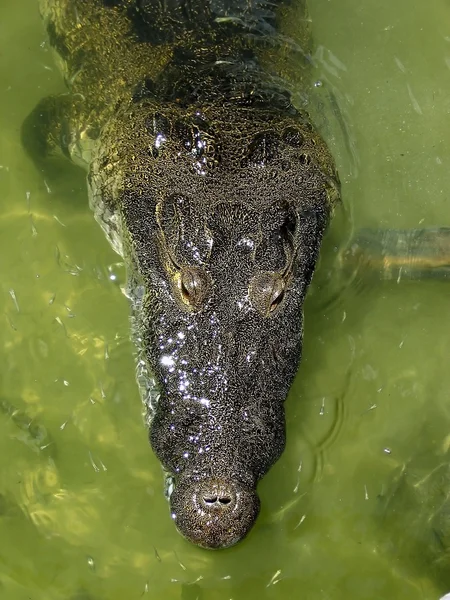 Crocodile cayman in lake central America — Stock Photo, Image