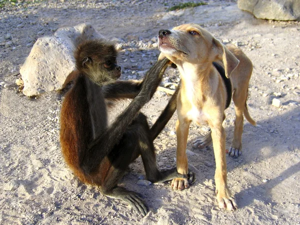 Monkey and dog good friends — Stockfoto