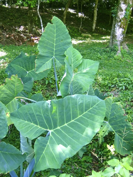 Huge leaves giant yam plant in central america — Stock Photo, Image