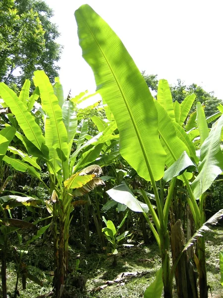 Banana trees field detail in mexico — Stock Photo, Image