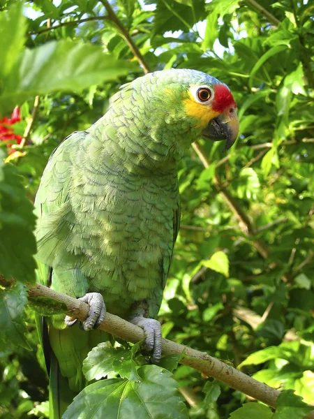 Cotorra papagáj zöld Közép-Amerika — Stock Fotó