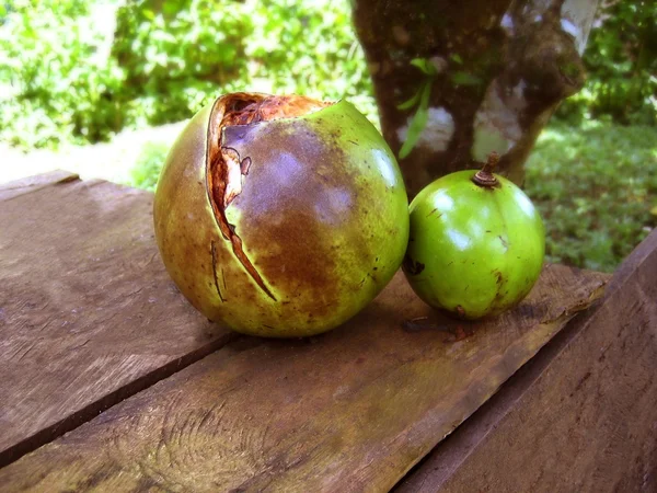 Passiflora edilus passion fruit green rotten — Stock Photo, Image