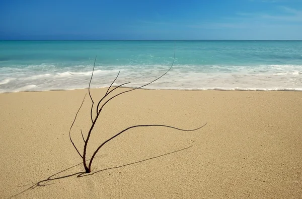Black coral branch on caribbean beach shore — Stock Photo, Image