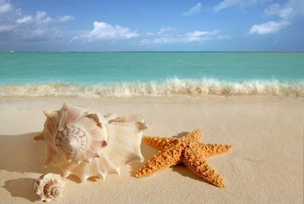 热带海贝壳海星砂绿松石加勒比 — 图库照片