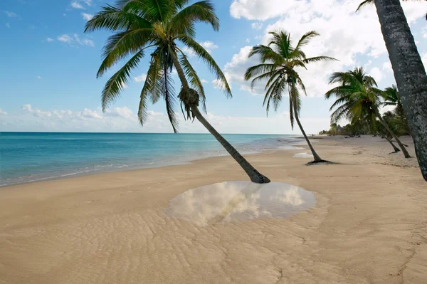 Tropical beach palm trees water reflection Caribbean — Stock Photo, Image