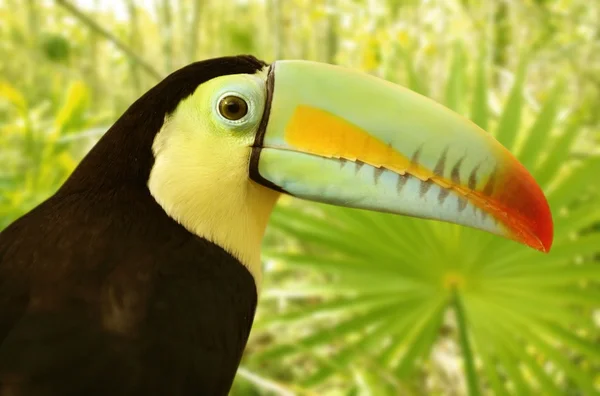Toucan kee faktureras tamphastos sulfuratus djungel — Stockfoto