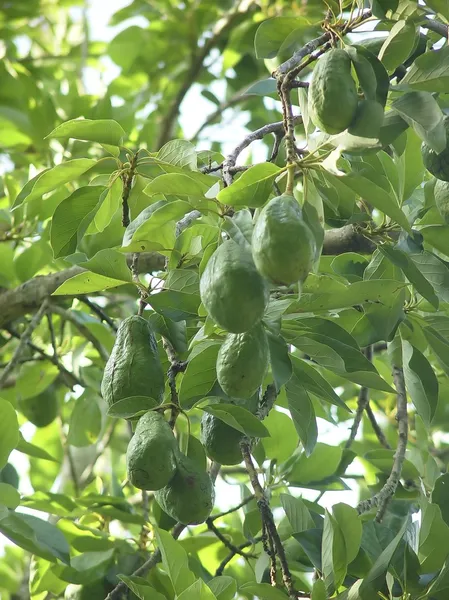 Drzewa awokado z owocami w Meksyku — Zdjęcie stockowe