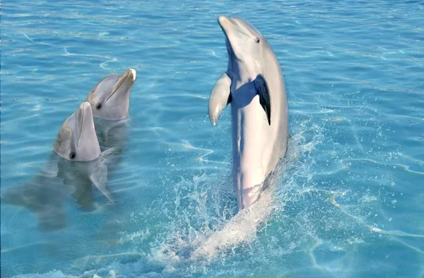 Espectáculo de delfines en agua de tuquesa caribeña — Foto de Stock