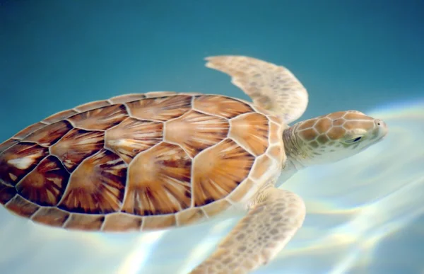 Carey turtle motion blur swuimming subaquático — Fotografia de Stock
