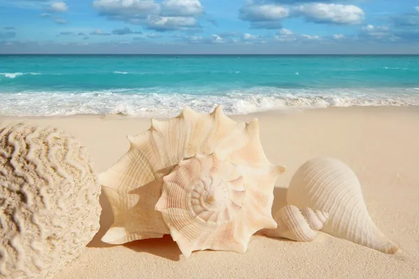 Conchiglie marine stelle marine sabbia tropicale turchese caraibico — Foto Stock