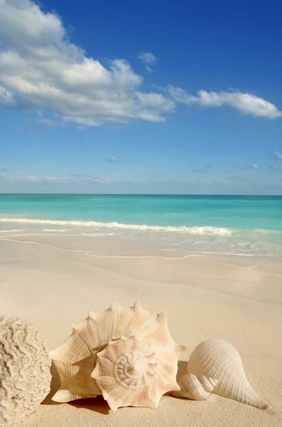 Deniz kabuğu denizyıldızı tropikal turkuaz Karayip kum — Stok fotoğraf