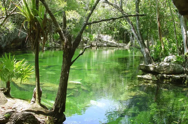 Cenote riviera maya džungle mayské quintana roo — Stock fotografie
