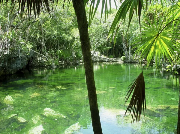 Cenote riviera maya dzsungel Maja quintana roo — Stock Fotó