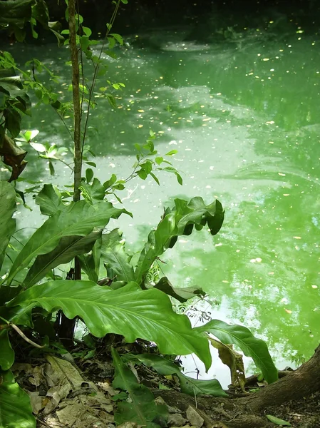 Hipotermik riviera maya orman Maya quintana roo — Stok fotoğraf