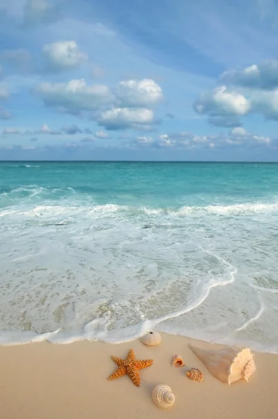 Muscheln Seestern tropischen Sand türkisfarbenen Karibik — Stockfoto
