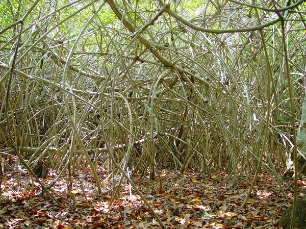 Mangroove jungle in Midden-Amerika wildernis — Stockfoto
