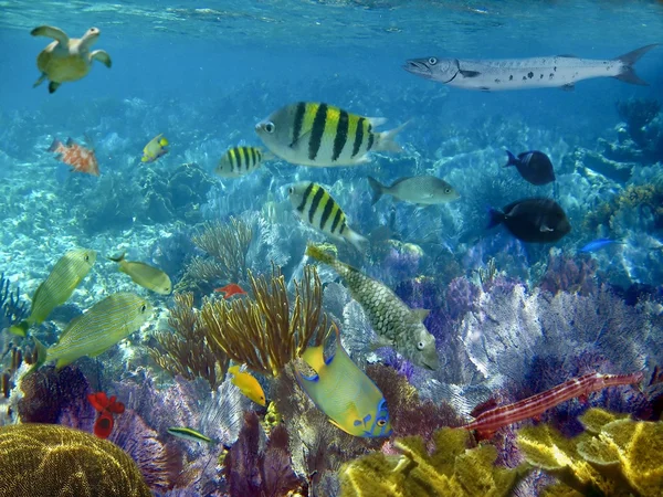 Barriera corallina dei Caraibi pesci tropicali sott'acqua — Foto Stock