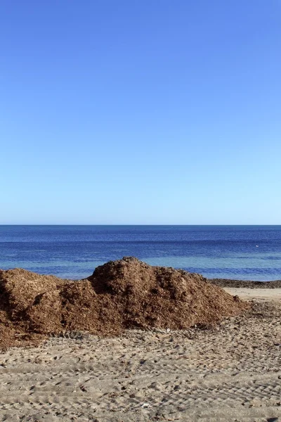 Algen zeewier gedroogd op mediterrane strand — Stockfoto