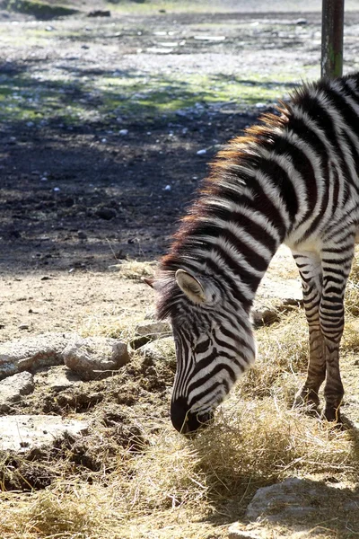 Zebra frisst Profil Hals und Kopf — Stockfoto