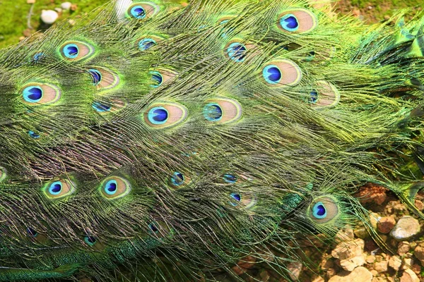 Peacock Turkiet svans färgglad grön detalj — Stockfoto